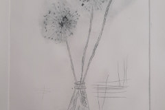 Allium